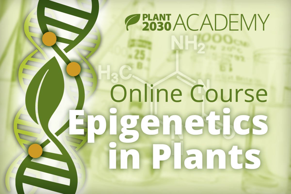 Epigenetics in Plants